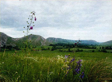 Летний пейзаж, луг в горах. Чтобы привлечь внимание зрителя к изображению цветов на лугу, их удачно расположили на фоне горизонтального дальнего плана.